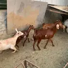 ضأن ومعزا للبيع العدد 10