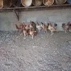 دجاج بلدي نضيف