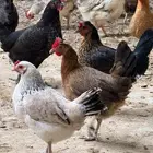 دجاج بلدي للبيع نظيف جدا