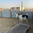 للبيع عنز حايل فل شحم