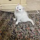 قطط شيرازي صغيره للبيع