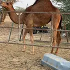 جدة. الخمره. جوار كبري الخيام