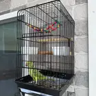 ببغاء للبيع