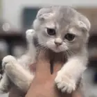 سكوتش دبل فولد شهرين