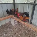 دجاج عربي ترثه فري غامق