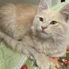 احد رفيده العزيزيه المراغه