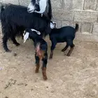 عنز معها تيوس طيبه