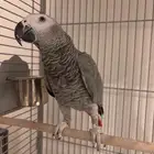 كاسكو للبيع اليف