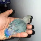 فروخ روز الحبه 100 ريال