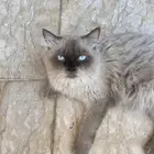 قط همالايا للتبني