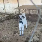 تيس عمر شهرين