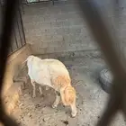 فحل ضان للبيع