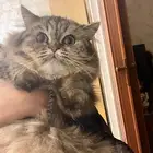 للتبني قط ذكر عمرو سنه