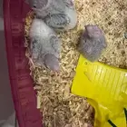 فروخ كنيور بلو شيك