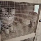 قطط منوعه للبيع