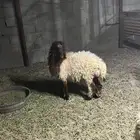 جذعه فل نعيمي تصلح ذبح ومقنوي