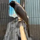 ذكر بلبل سوري