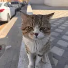 قط مفقود بحي طويق الغروب