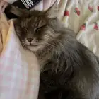 قط ذكر شيرازي لتبني