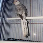 ريسسف بيرل انثى 2022