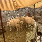 غنم خلفات ودفيع