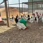 للبيع ديوك فرنسي كولمبي عدد38