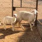 نعجة برصا فوق الكفوو