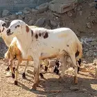 فحل بلدي فاخر