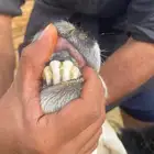 ضان نجد ولد صغار سن روم وديوس سلم وصحه شرط