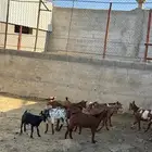 للبيع تيوس جذعان