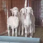 خرفان نظيفات سمان من حلالنا