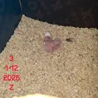 فروخ كايك للبيع