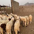 سواكني طليان