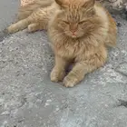 قطو للانقاذ في حي الحمرا