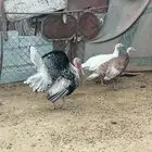 دجاج رومي للبيع