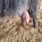 عنز شطرا تحتها توم