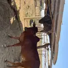 بقره للبيع الموقع العاليه