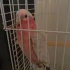 ببغاء كوكاتو