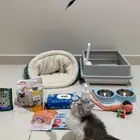 قط شيرازي للبيع كيتن