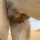 خلفة بكر للبيع