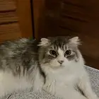 تبني قط شيرازي