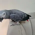 ببغاء كاسكو