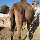 ناقه خلفه لبيع