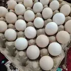 بيض دجاج بلدي