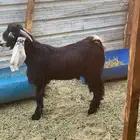 تيس عارضي للبيع الي يبي فحل ولادبح