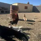 دجاج باكستاني