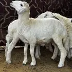 طليان ورخال للبيع