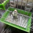 طير روز البينو