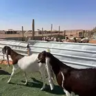 معزا متابيع