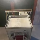 شبك بغبغاء كبير تزاوج مع حاضنه